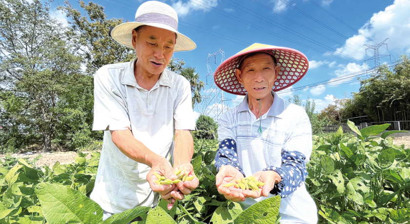 退休后的快乐，种地给的：这儿有支“银发种菜团”